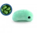 Microbi Giganti Influenza